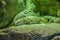 Silver gray lizzards in Loro Parque, Tenerife, Canary Islands