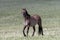 Silver Gray Wild Horse stallion in the Central Rocky Mountains of the United States