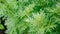 Silver-green background from wormwood leaves. Wormwood leaves close up. The background