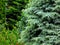 Silver green color blue spruce detail with lush emerald evergreen background