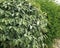 Silver green foliage of Elaeagnus ebbingei