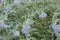 Silver green foliage and violet flowers of Caryopteris clandonensis