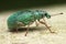 Silver-green leaf weevil Phyllobius argentatus