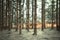 Silver green moss floor in forest landscape