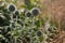 Silver-green plant thorns large and round