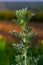 Silver green Wormwood leaves background. Artemisia absinthium, absinthe wormwood plant in herbal kitchen garden, close up, macro