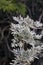 Silver green Wormwood leaves in the forest. Artemisia absinthium  absinthe, absinthium, absinthe wormwood  plant.