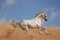 Silver grey akhal-teke horse