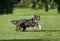 Silver grey border collie runs on a green field