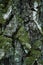 Silver, grey-green trunk of aged birch tree covered with lichen and moss. Close-up vertical picture