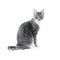 Silver grey tabby cat