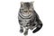 Silver grey tabby cat