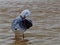 Silver Gull Bathing & Preening.