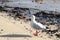 Silver gull on beach near Cairns in Queensland