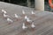 Silver gull bird standing on wooden path at the pier in Sydney,