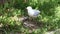 Silver gull feeding its chick on heron island