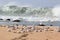 Silver gull flock at beach by stormy sea