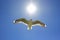 Silver gull flying in clear blue sky under dazzling sun