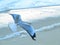 Silver gull flying over beach