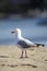 Silver Gull (Larus novaehollandiae)