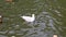 A silver gull Latin: Larus argentatus swims on the water on a clear sunny day. Birds ornithology