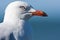 Silver Gull portaint