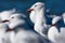 Silver Gull portaint