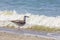 Silver gull on romanian beach