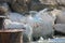 Silver Gull on a rusty jetty pole