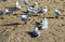 Silver gull on sand