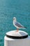 Silver Gull seabird screaming standing on white wooden pole at S
