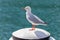 Silver Gull seabird standing on white wooden pole at Sydney Harbour in New South Wales, Australia.