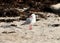 Silver Gull At Seal Bay Kangaroo Island SA Australia