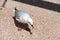 The silver gull in Sydney, Australia eating food