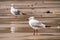 Silver Gulls