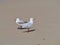 Silver gulls (larus novaehollandiae)