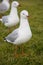 Silver gulls line up in neat line looking for an opportunity to steal food