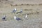 Silver gulls on romanian beach