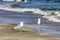 Silver gulls on romanian beach