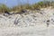 Silver gulls on romanian beach