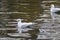 Silver gulls swimming in a river