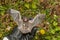 Silver-haired Bat - Lasionycteris noctivagans