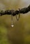 Silver heart necklace on a branch in the garden - autumn scene from Europe with antiquity