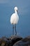 Silver heron (Ardea alba)