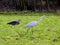 Silver heron in pursuit of food