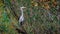 Silver Heron stands on the tree branch