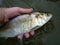 Silver Hickory Shad