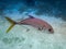 Silver horse eye jack fish with yellow tail Caranx latus in caribbean sea near Caye Caulker - Belize