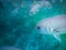 Silver horse eye jack fish with yellow tail Caranx latus in caribbean sea near Caye Caulker - Belize