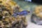 Silver juvenile cichlid fish, a exotic aquarium pet